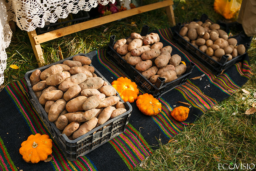 Potato Fest 2018