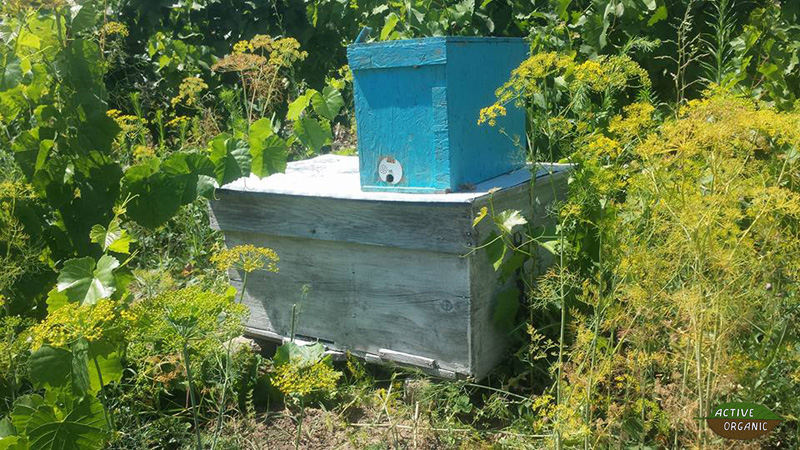 ActiveOrganic Cismichioi bees